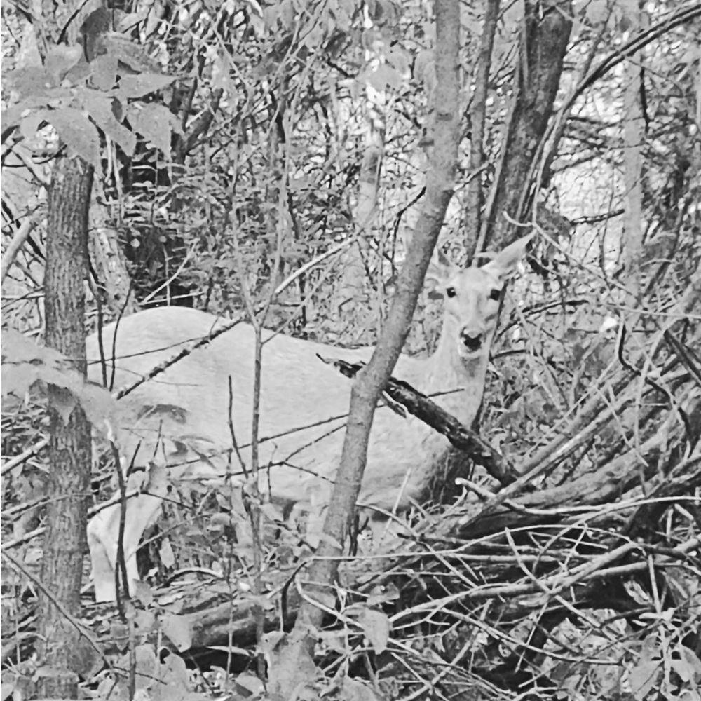 Meet your Posher, Margaret